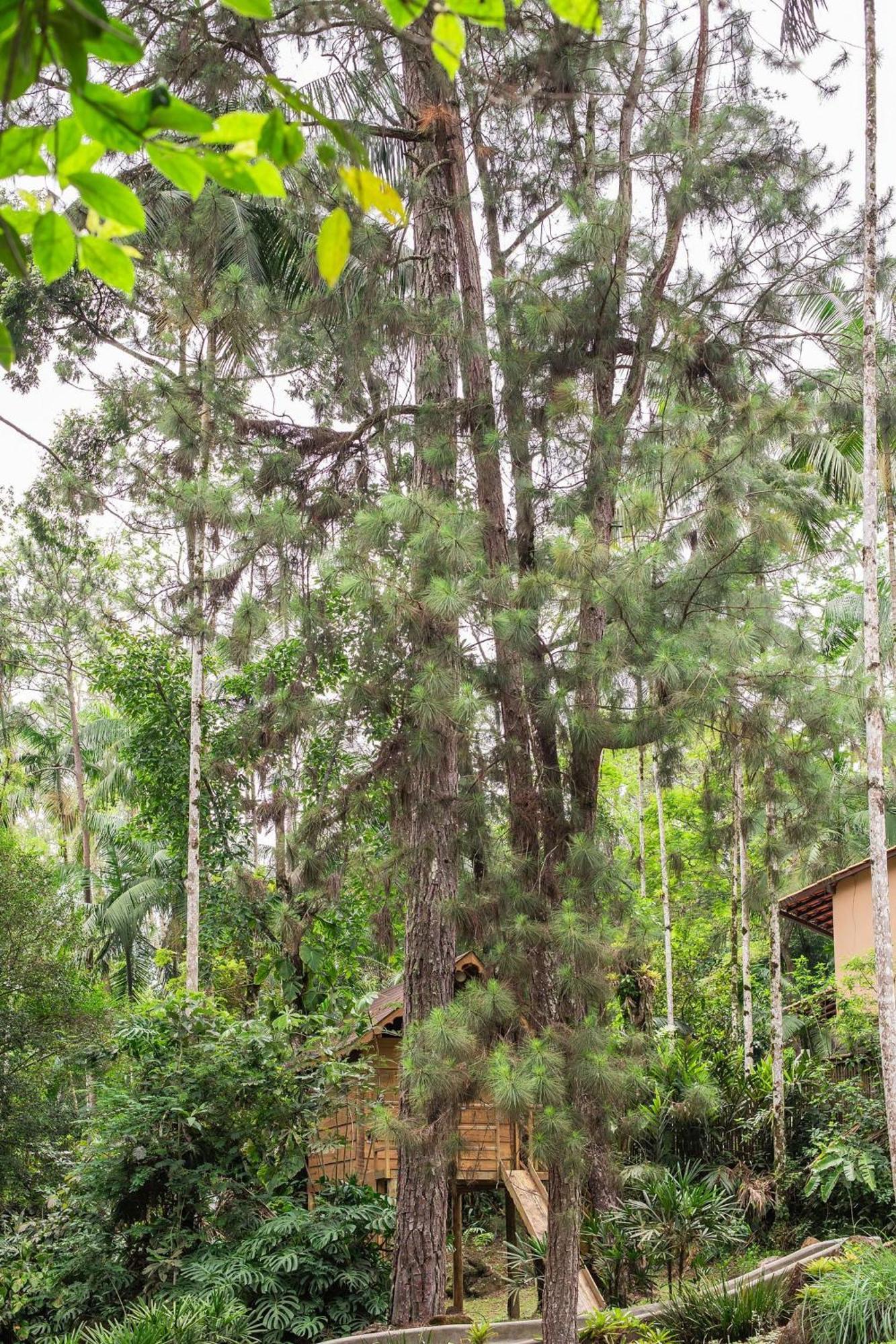 Dingo - Refugio Romantico Em Meio A Natureza Penedo  Exterior photo